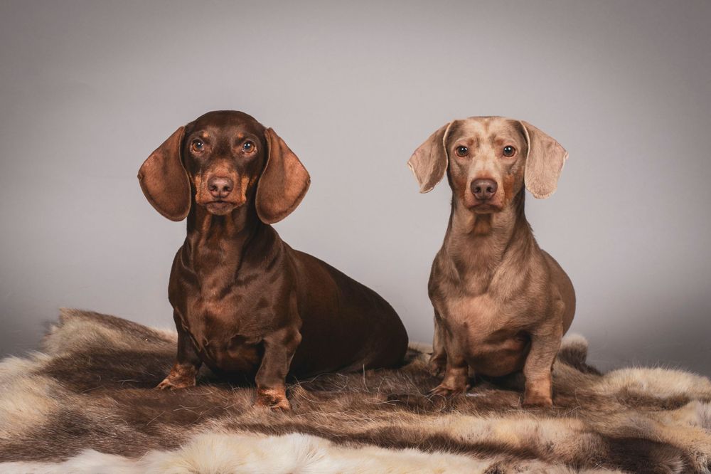 Two dachshund dogs sitting together on a fur rug against grey background.