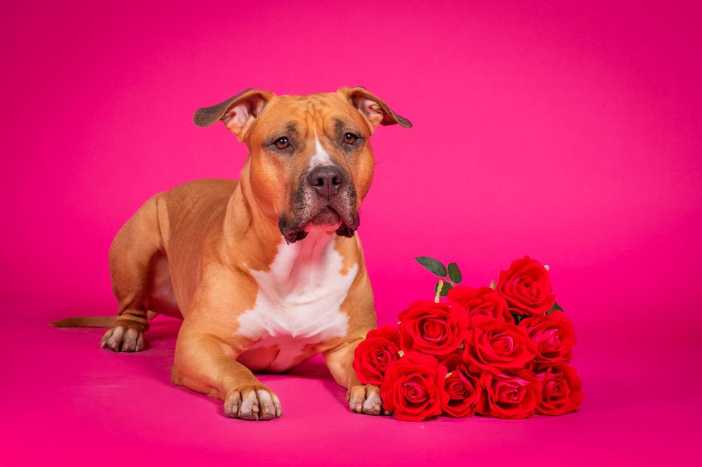 Brown pit bull type dog lying with red roses on pink background.