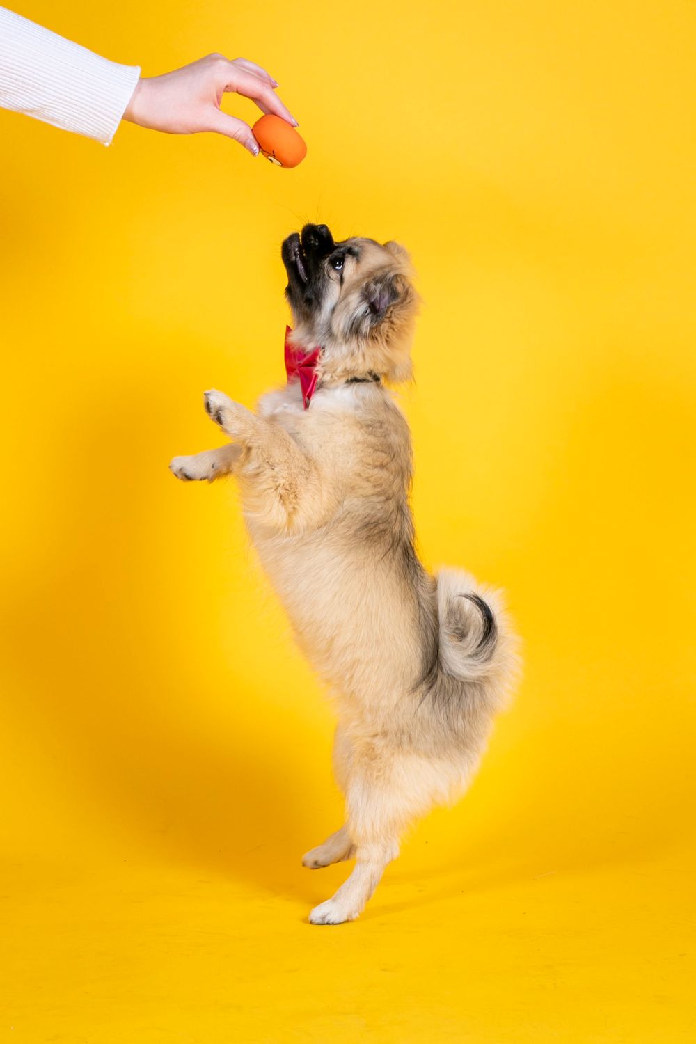 Tibetan spaniel standing on hind legs reaching for treat against yellow background.