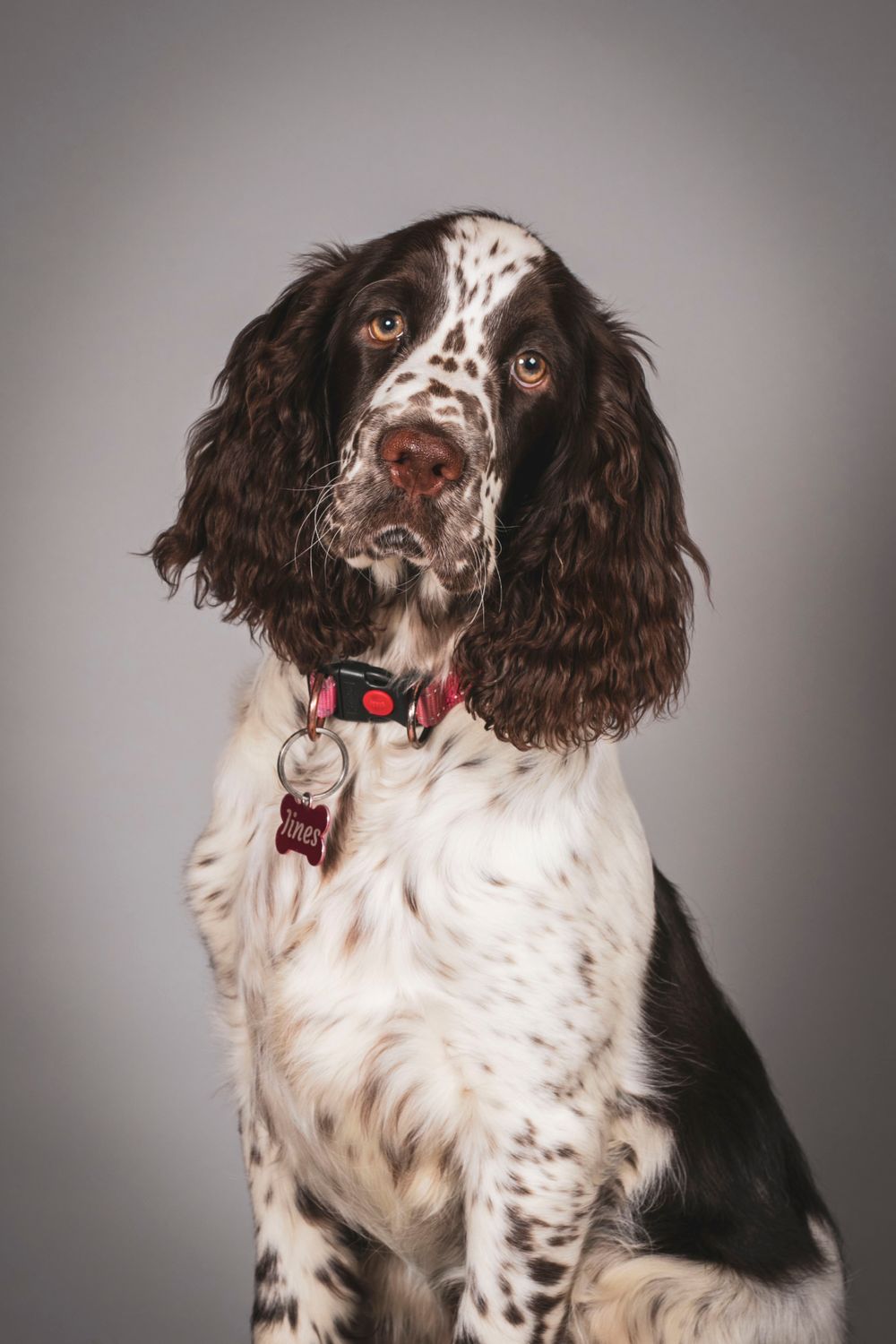 English Springer Spaniel with black and white coat wearing red collar in studio portrait.