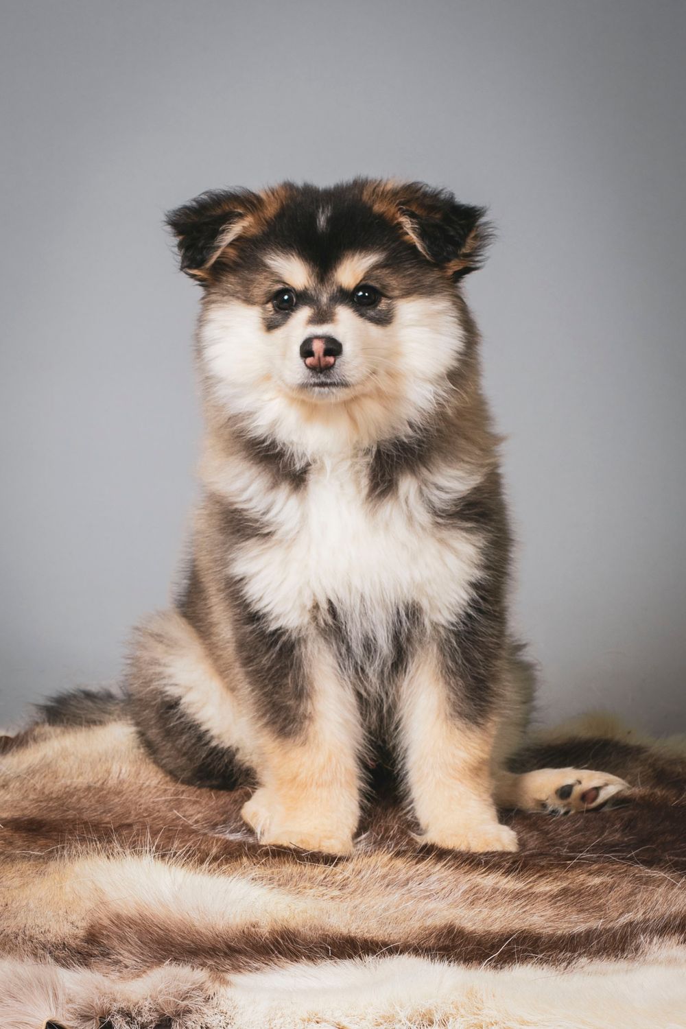 Fluffy Finnish Lapphund puppy with black and tan fur sits upright against a gray background.