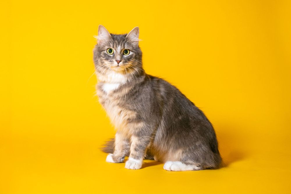 Grey and white cat sitting against a bright yellow background in a studio setting.