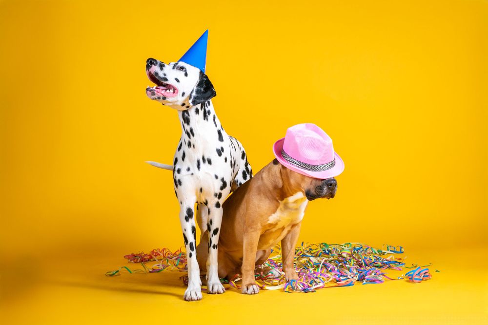 Two dogs wearing party hats with confetti scattered around on yellow background.