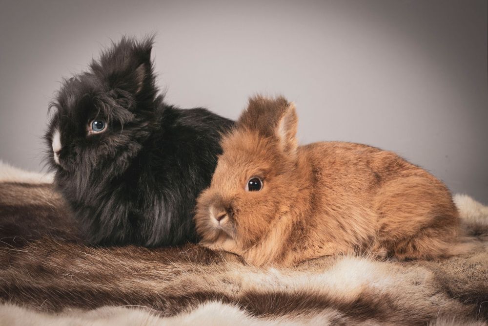 Two rabbits, one black and one brown, resting together on a furry surface.