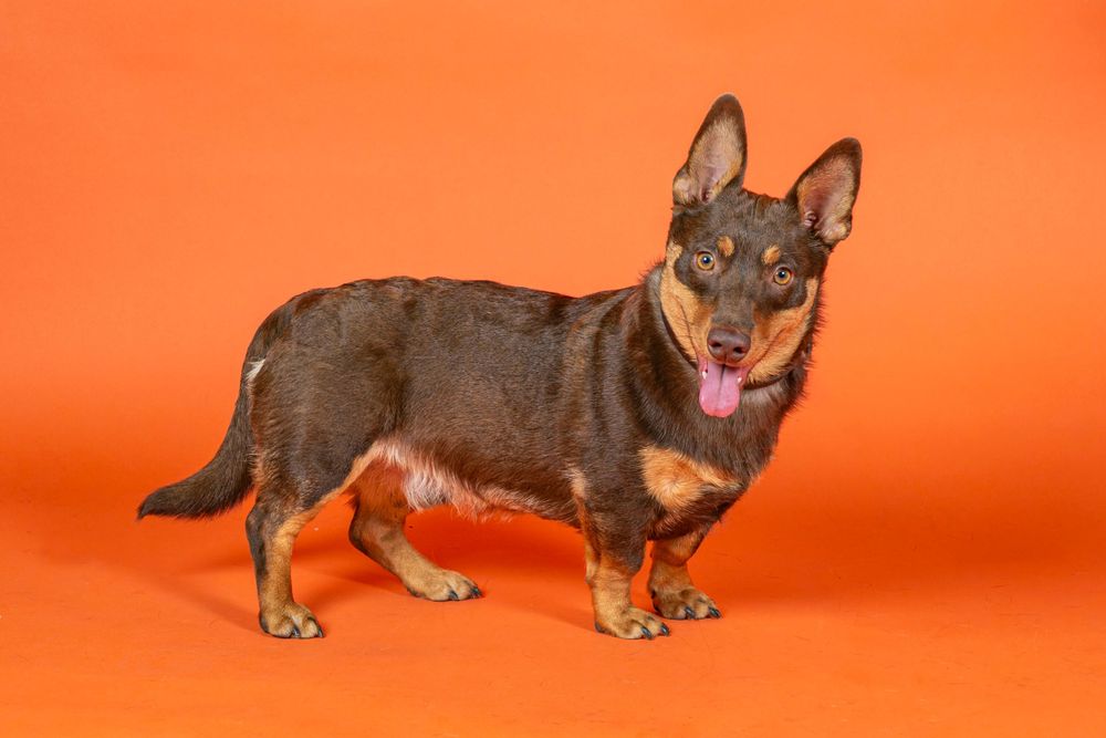 Dark brown and tan Lancashire Heeler dog standing on orange background.