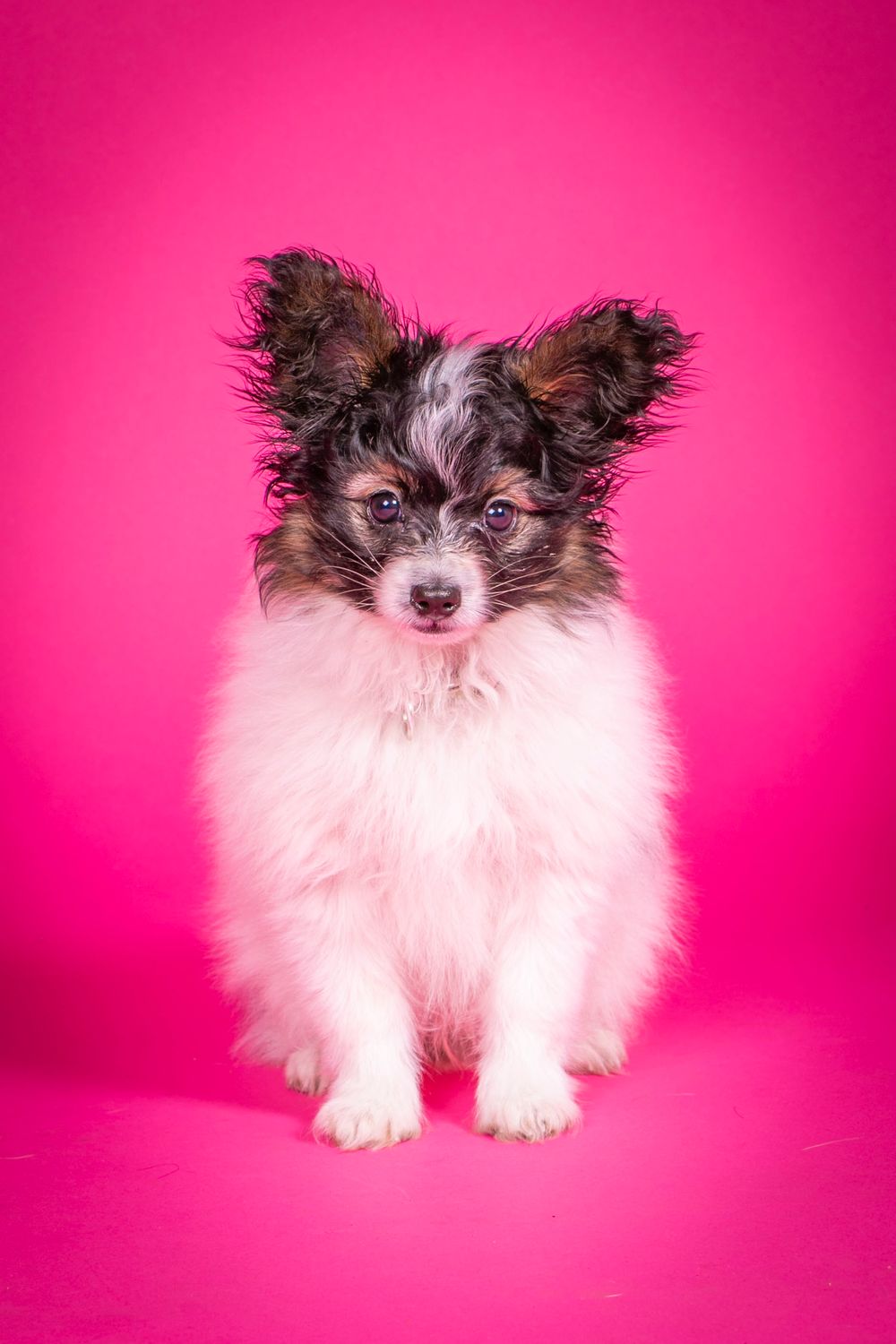 Small white and black papillon puppy standing on pink background.