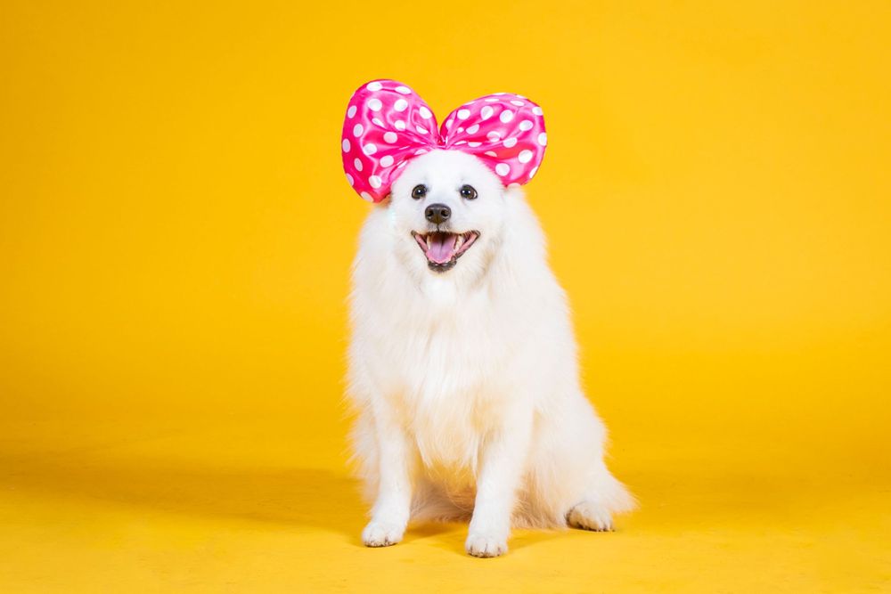 White dog wearing pink polka dot bow on yellow background.