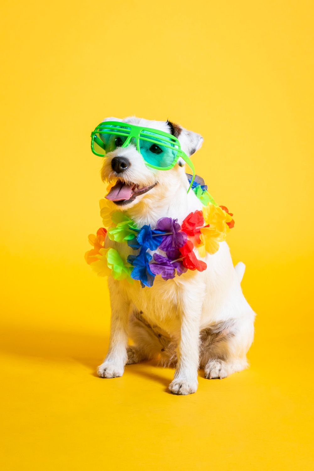 White dog wearing colorful lei and green party glasses against yellow background.