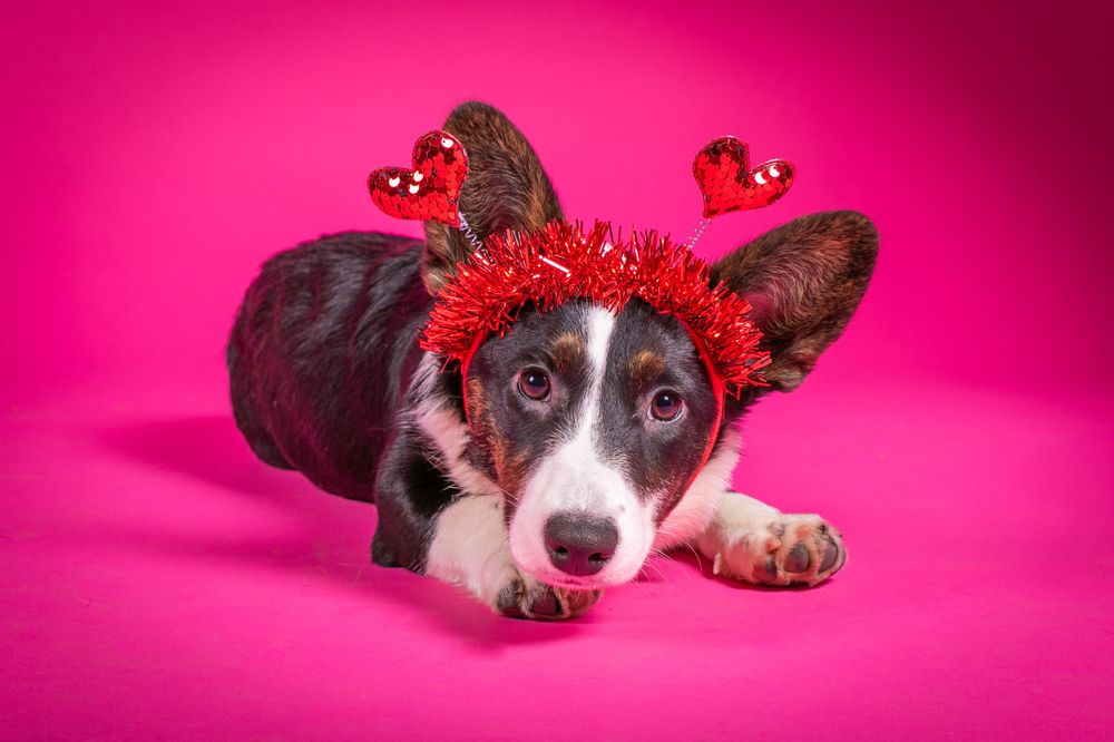 Black and white corgi wearing red festive headband lying on pink background.