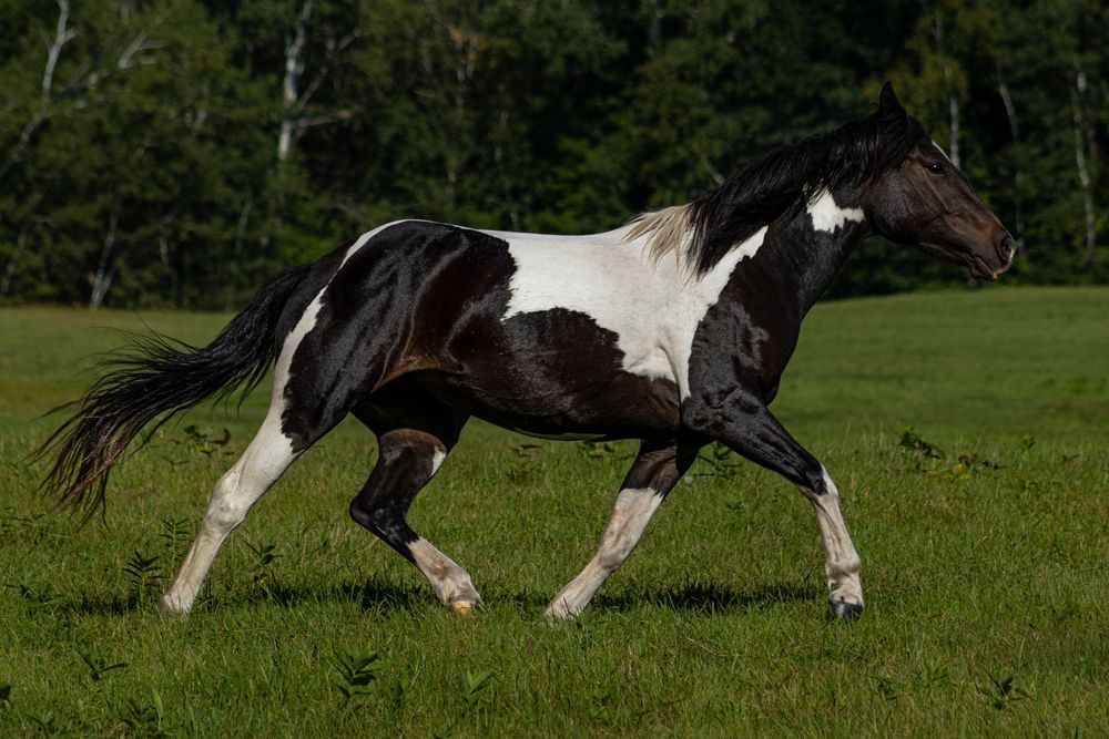 A black and white paint horse gallops energetically across a lush green field.