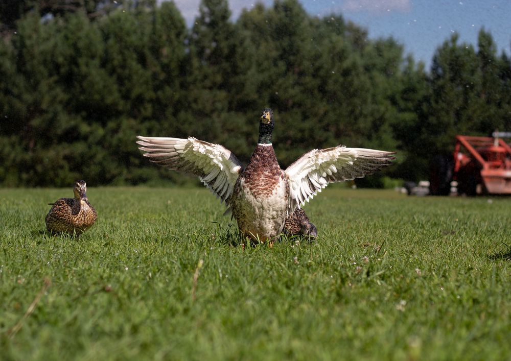 Mallard duck spreading wings on green grass with another duck nearby.