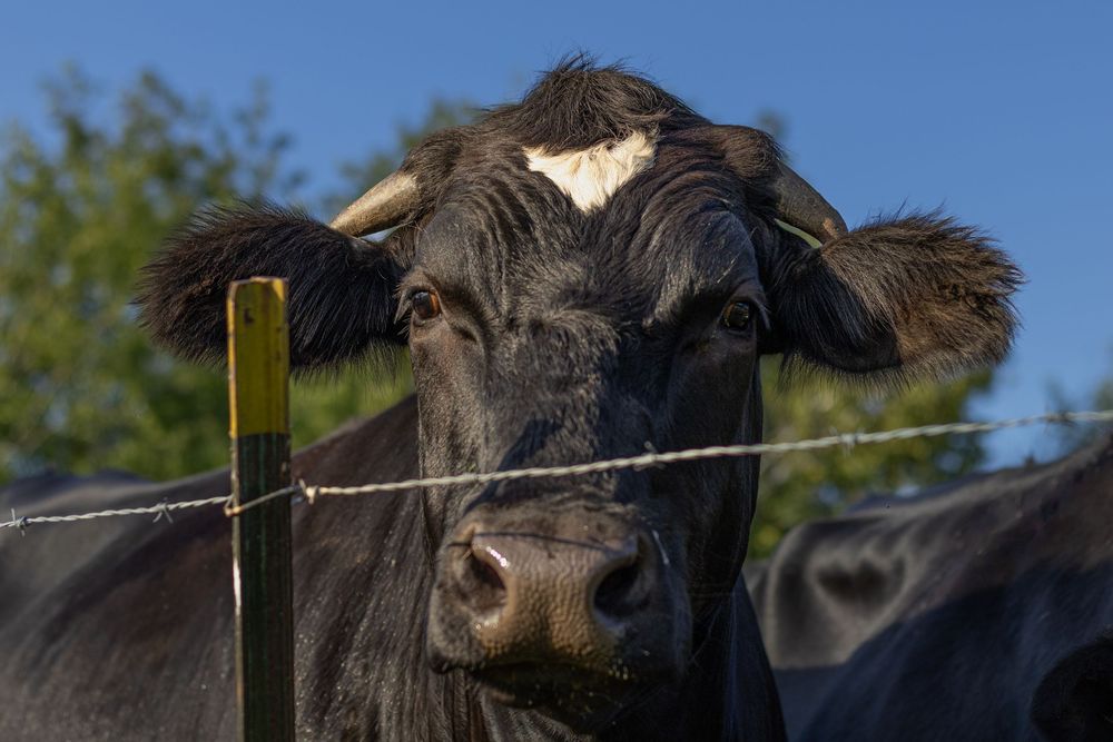 Black cow with white mark looking over barbed wire fence against blue sky.