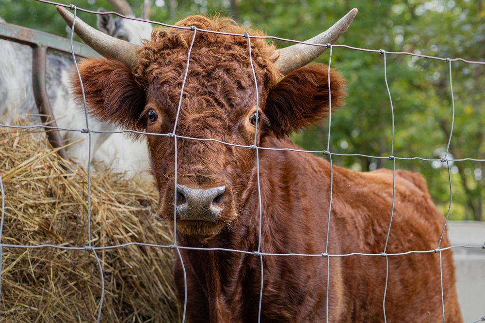 Fluffy brown highland cow looking through a wire fence beside a hay bale.