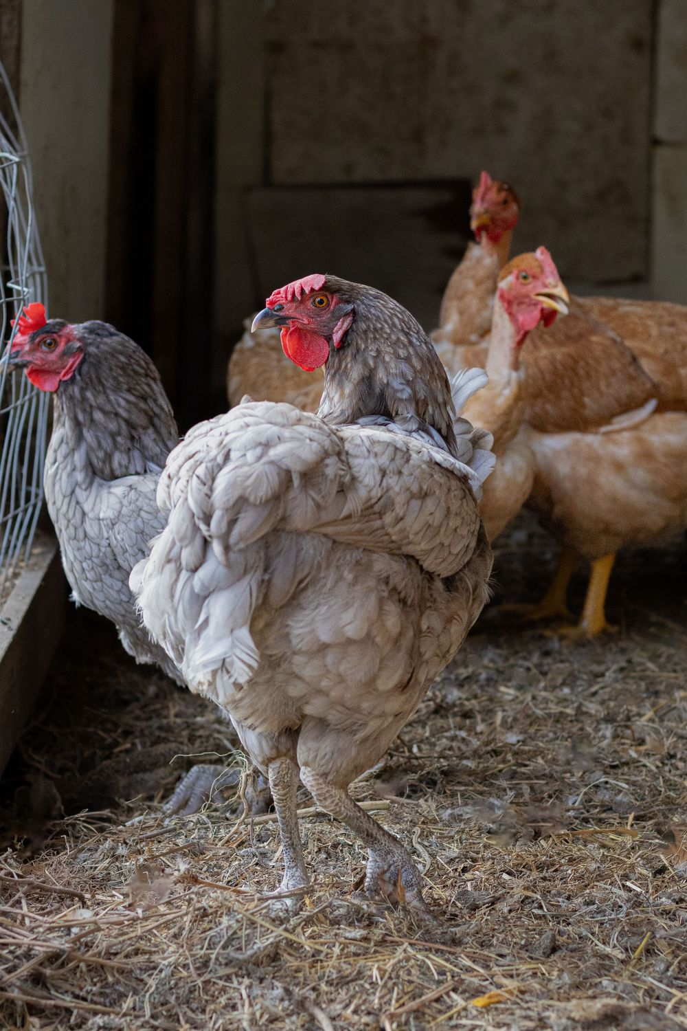 A gray hen stands prominently among other brown hens on straw inside a rustic farm coop.