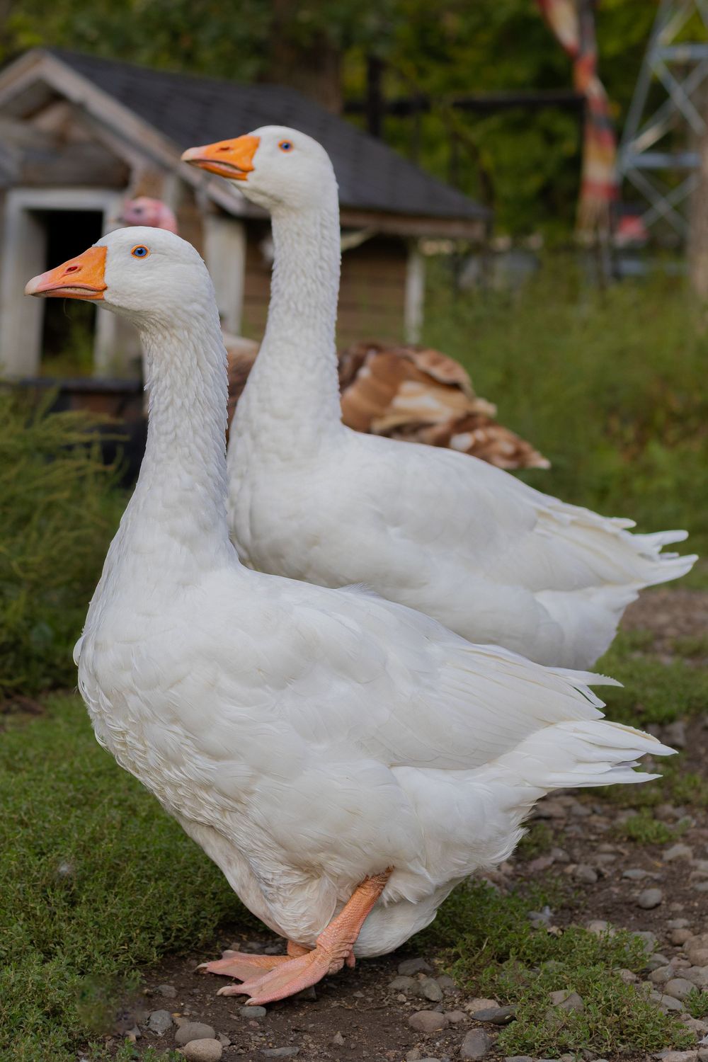 Two white geese with orange bills stand together on grass near a small wooden farm shed.