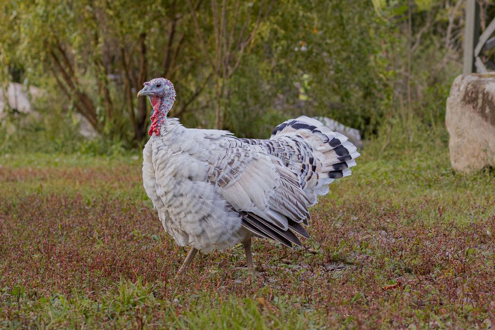 A large white and gray turkey with a red wattle struts across a green grassy field.