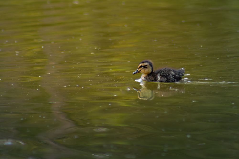 A small mallard duckling swims alone on calm green-tinted water.