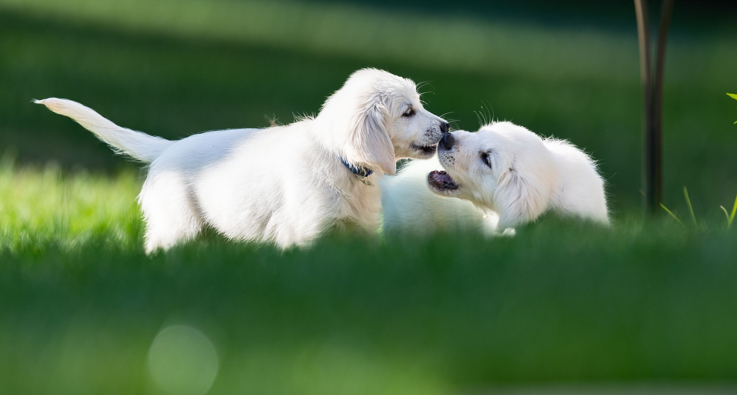 pet photography, dog photography, dog portrait