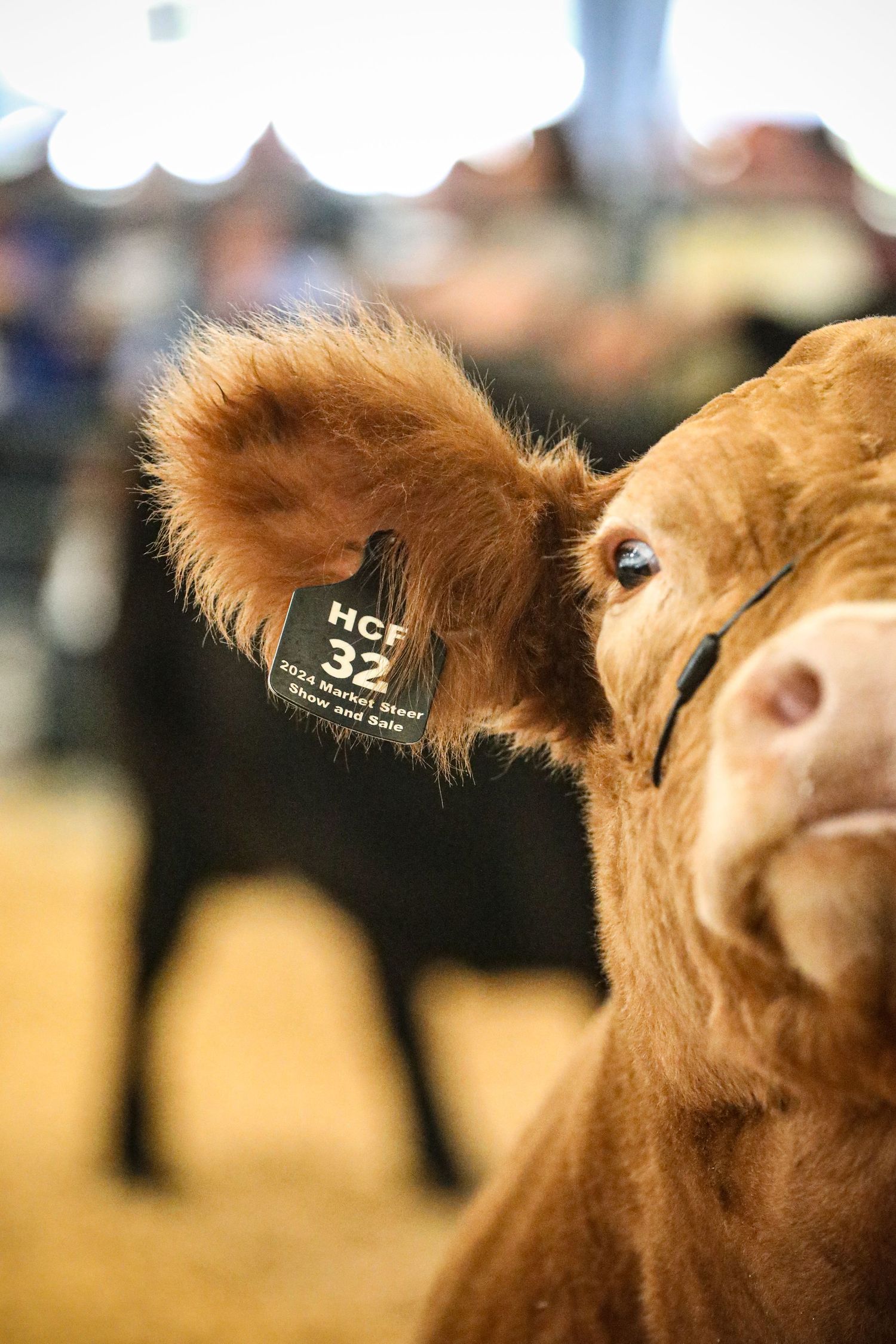 Close-up portrait of a brown steer with fluffy fur and large eyes.