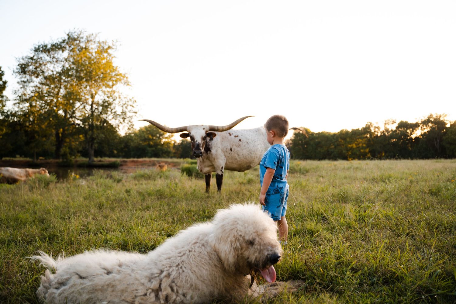 Young boy stands tall next to big longhorn in this family documentary photography session at a farm outside of Tulsa, Oklahoma