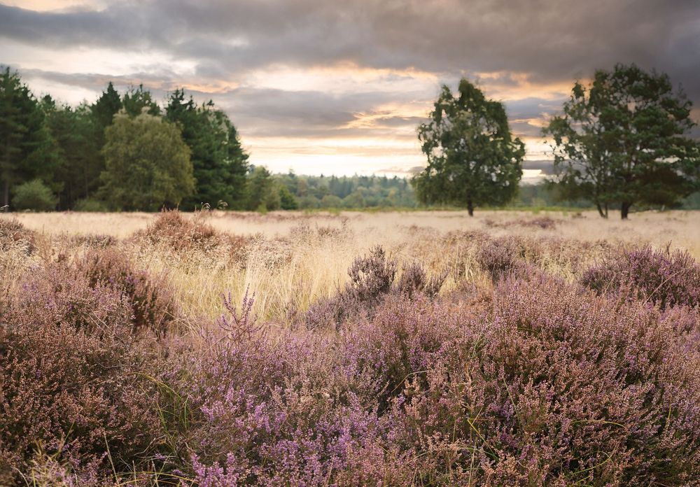 Panoramic view of blooming purple heather fields stretching across rolling hills at sunset with dramatic cloudy skies.