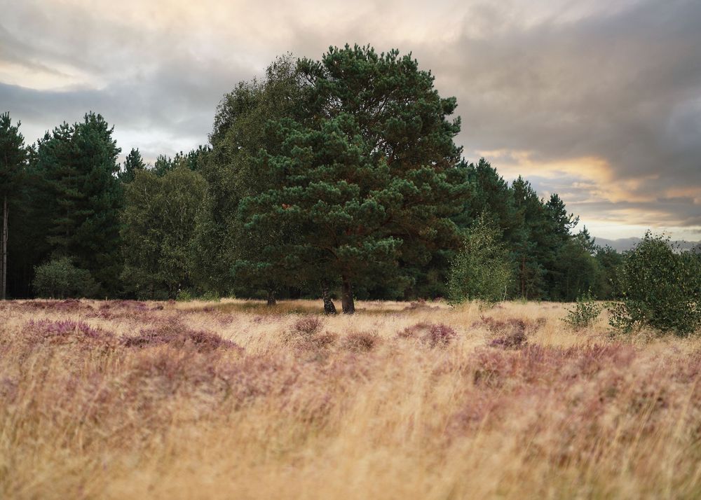 Panoramic vista of rolling golden wheat fields against a dramatic cloudy sky with evergreen trees in the distance.