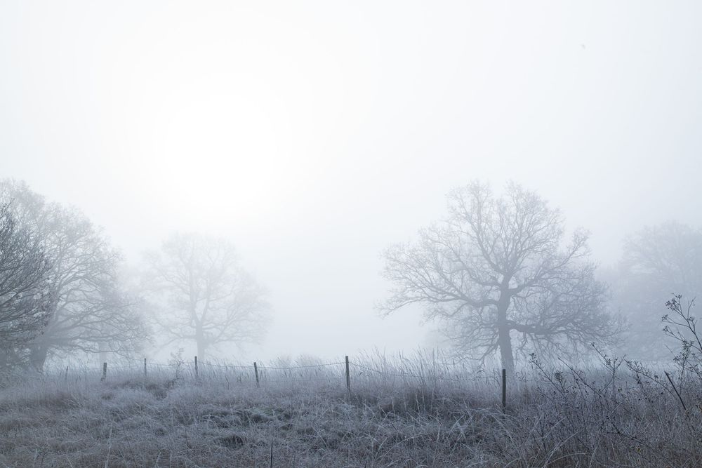 Barren winter landscape with bare trees and fence posts shrouded in thick morning fog.