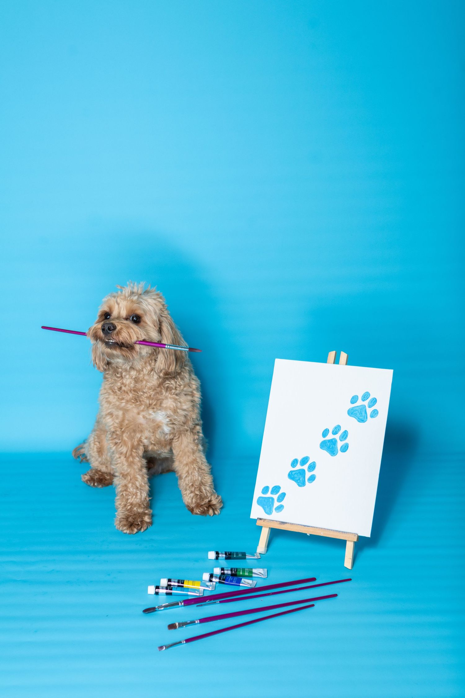 Pet Photo