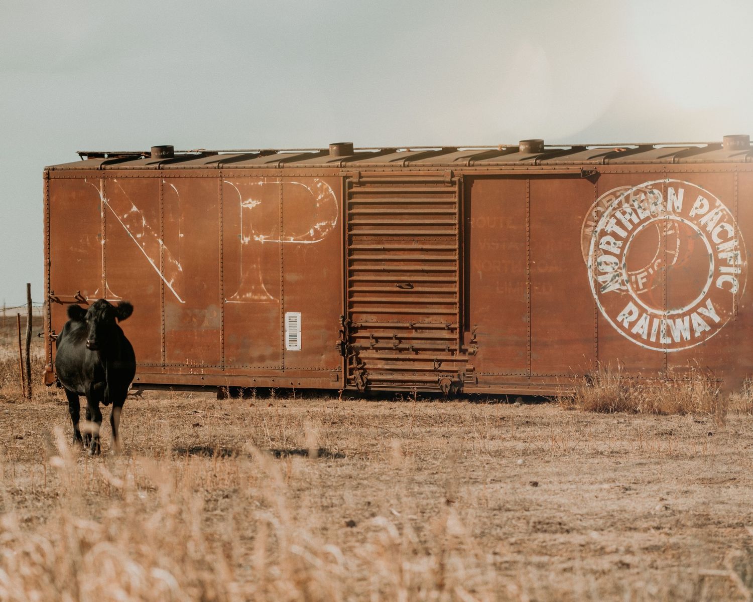 A rustic brown train car with Northern Pacific Railway markings stands in a field with a black cow nearby.