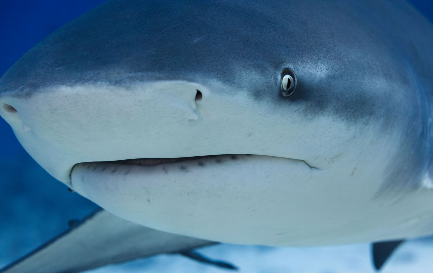 Close-up headshot of bull shark showing its distinctive features against blue ocean background.