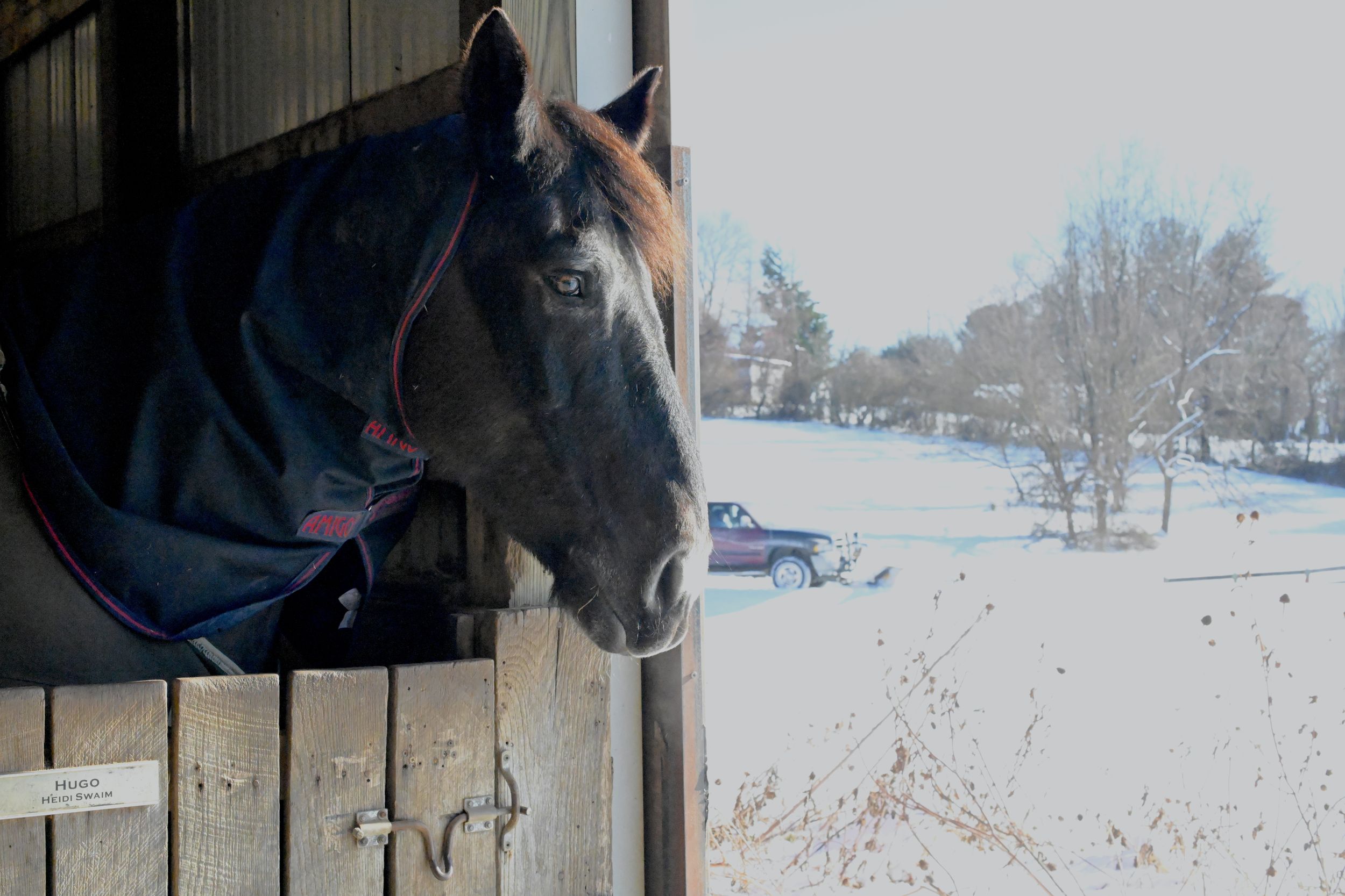 a black paint horse in a blanket looks out his stall at the snow