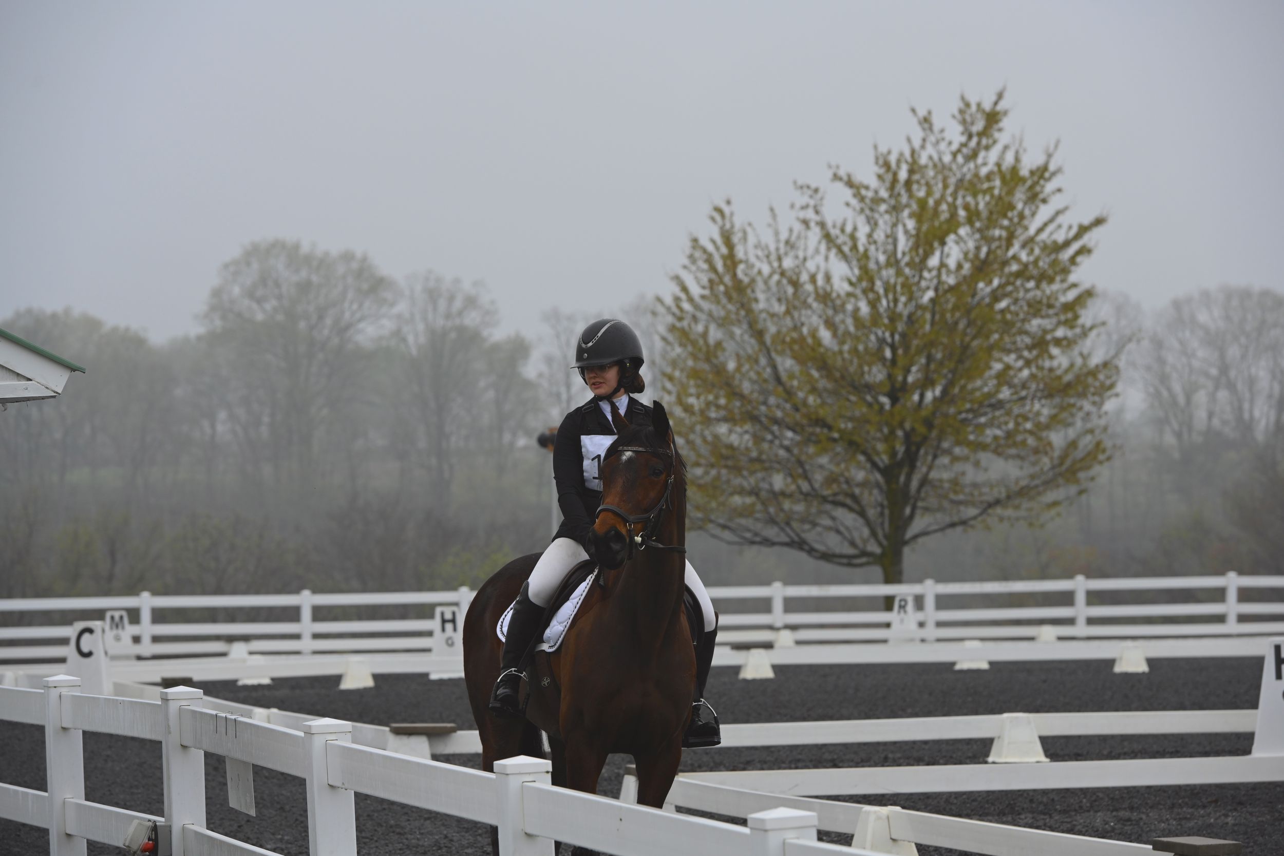 a bay horse and rider look into the judges box
