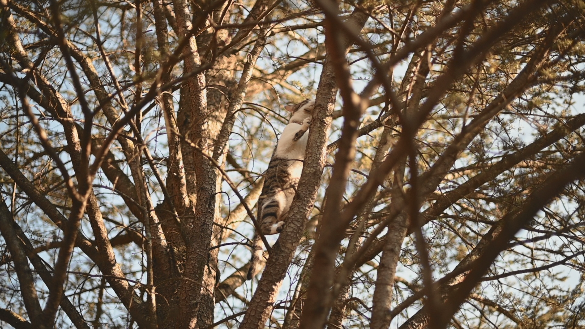 a brown tabby cat climbs a pine tree