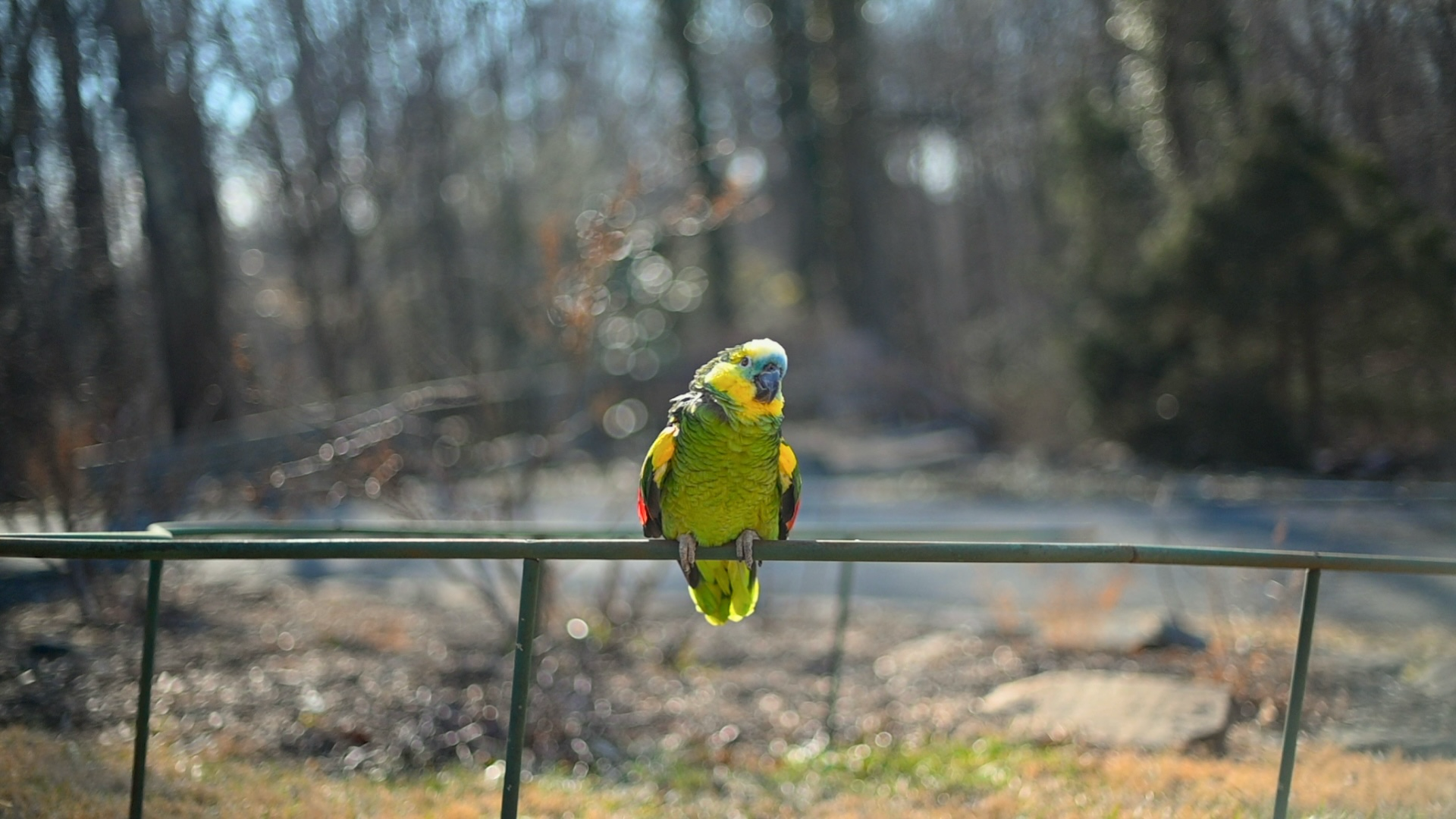 a green parrot