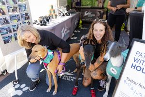 Pet adoption booth at outdoor event featuring rescue dogs and display photos.