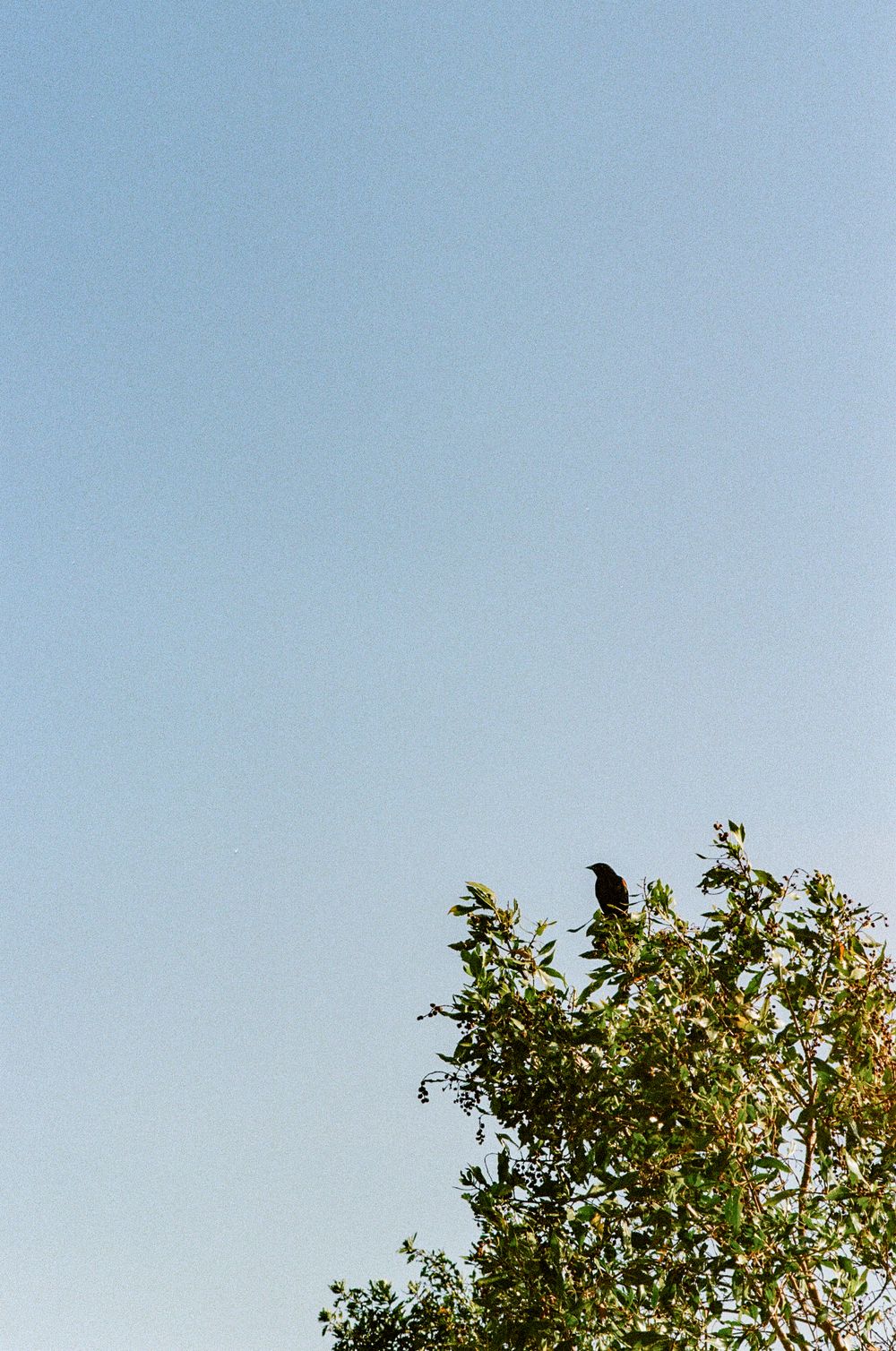 A black bird perches on top of a tree against a clear blue sky, creating a minimalist nature scene.