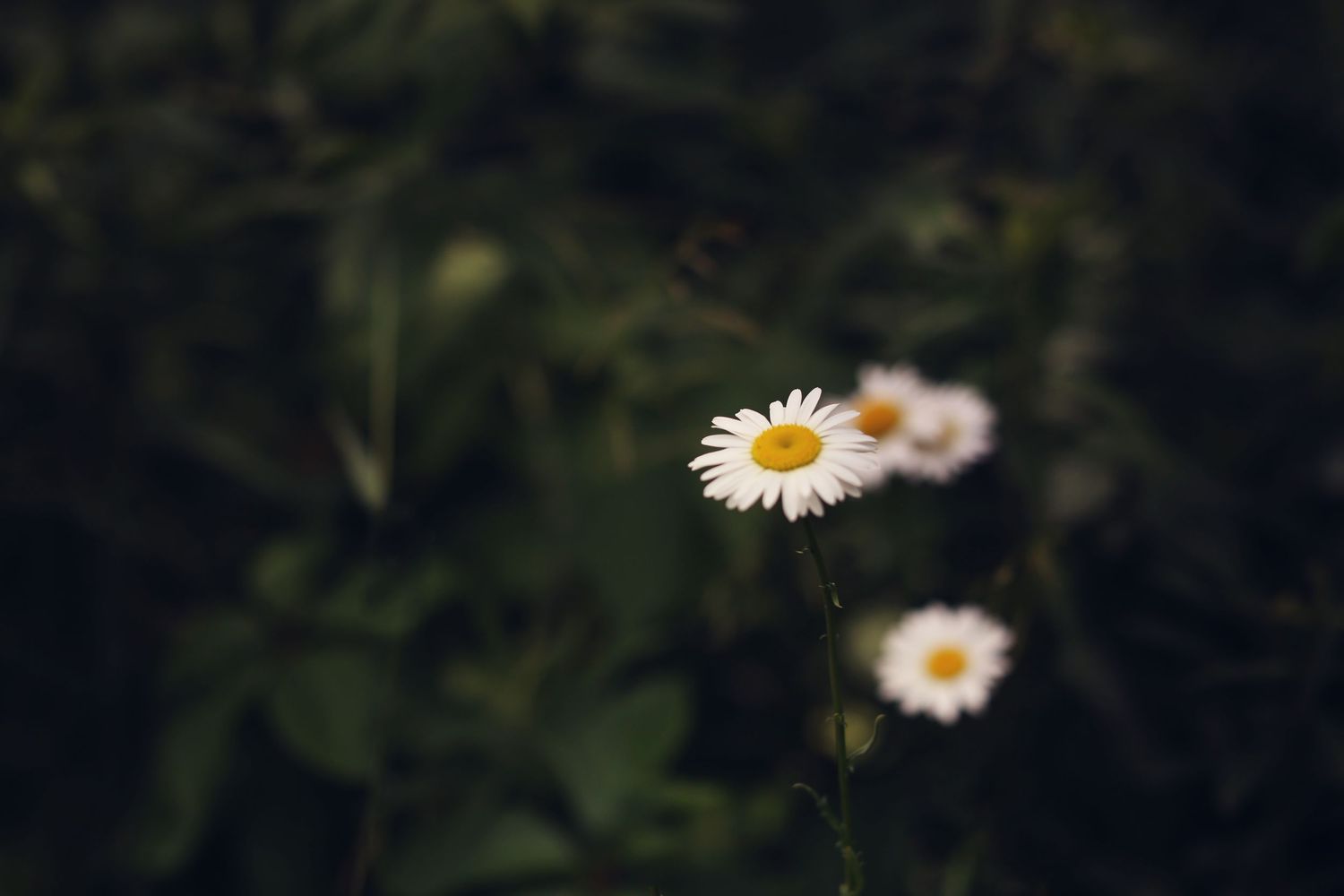White daisy flowers bloom against a dark green blurry background in a moody nature photograph.