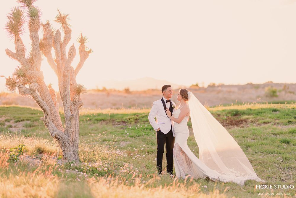 Desert wedding photoshoot with Joshua trees silhouetted against pink sunset sky.