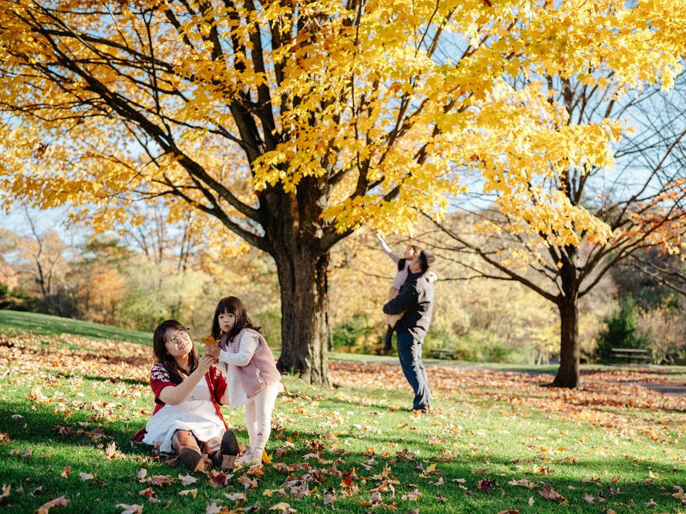 People enjoying a beautiful autumn day under golden maple trees in the Larz Anderson Park in Brookline, MA with fallen leaves on the ground.