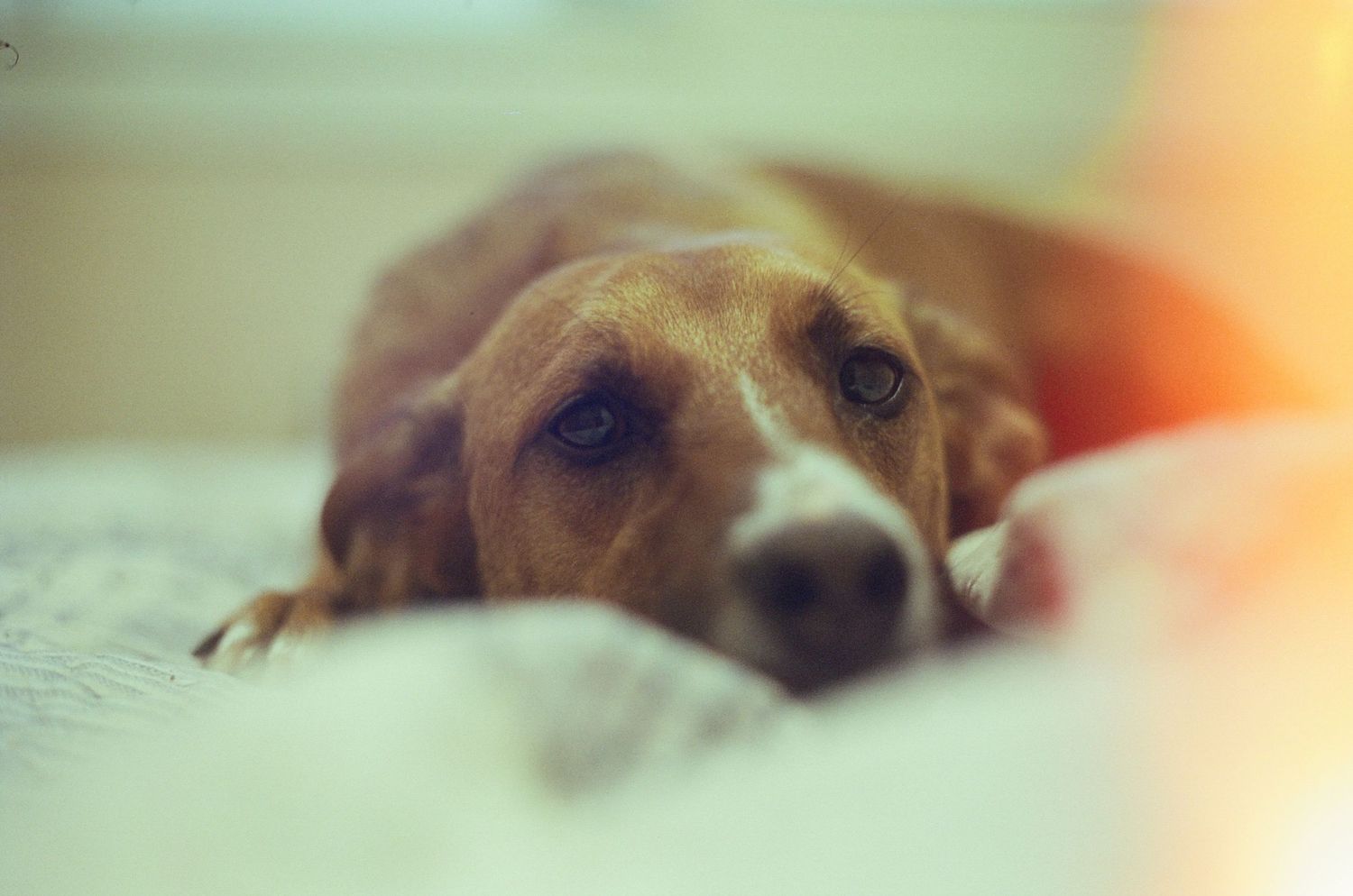 Fotografía analógica vintage de mascotas. Retrato canino clásico por Daniel Giménez fotógrafo en Barcelona.