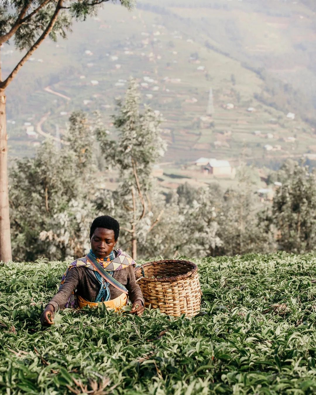 Tea farmer harvesting leaves beside a tree, representing sustainable agriculture, handpicked tea and rural community work.