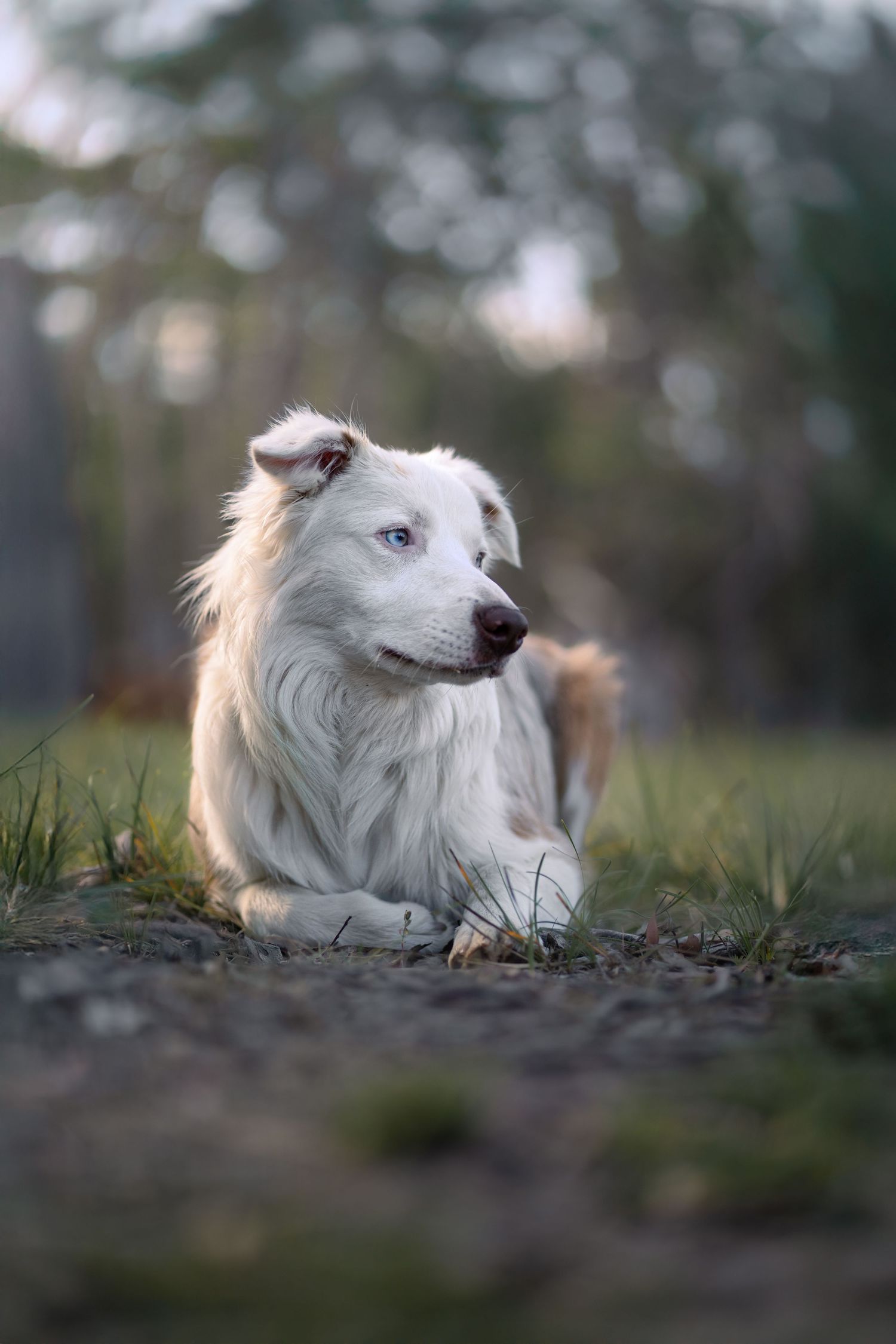 Forest dog photography in a woodland