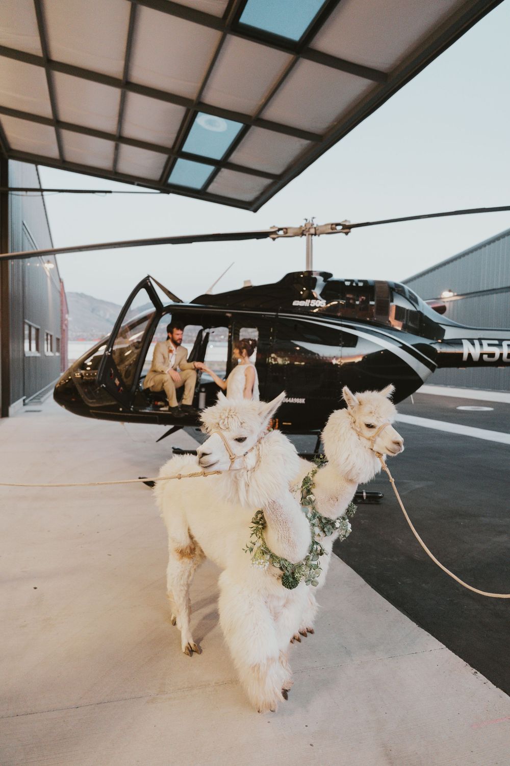 2 white alpacas on leads wearing greenery collars in front of a black helicopter, hangar setting, people in helicopter in background.