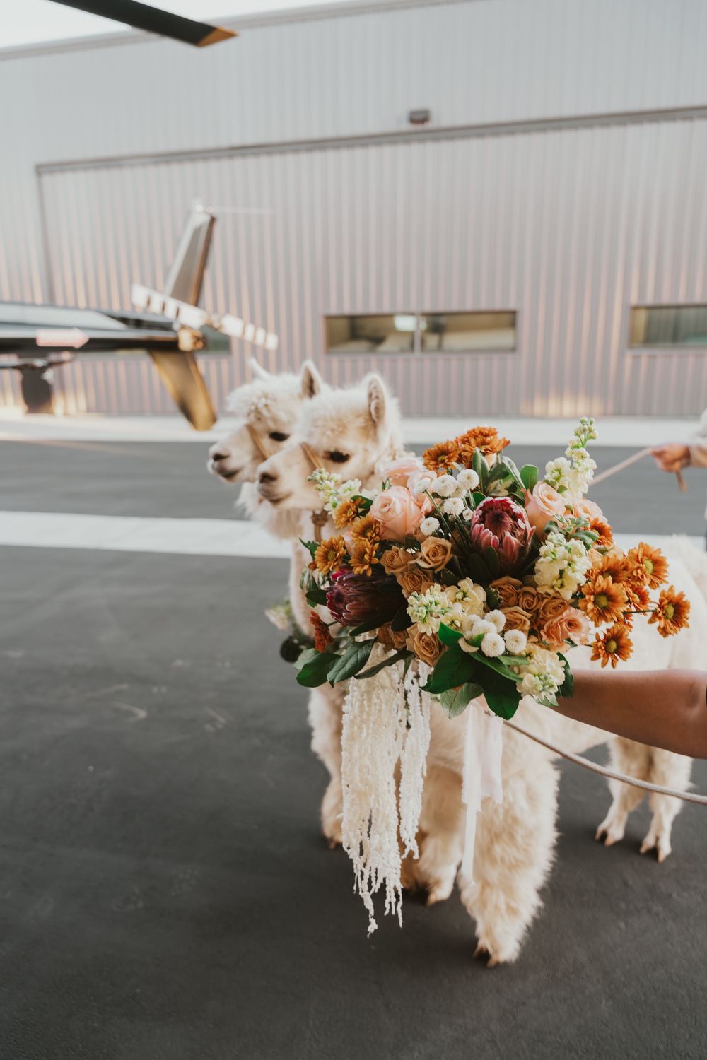 2 white alpacas standing close to helicopter, large autumn flower bouquet with long fringe in front of them, calm faces, hangar setting.