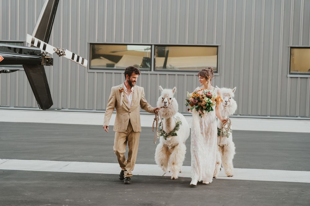 Bridal couple walking beside 2 white alpacas wearing floral collars, hangar foreground, helicopter in background.