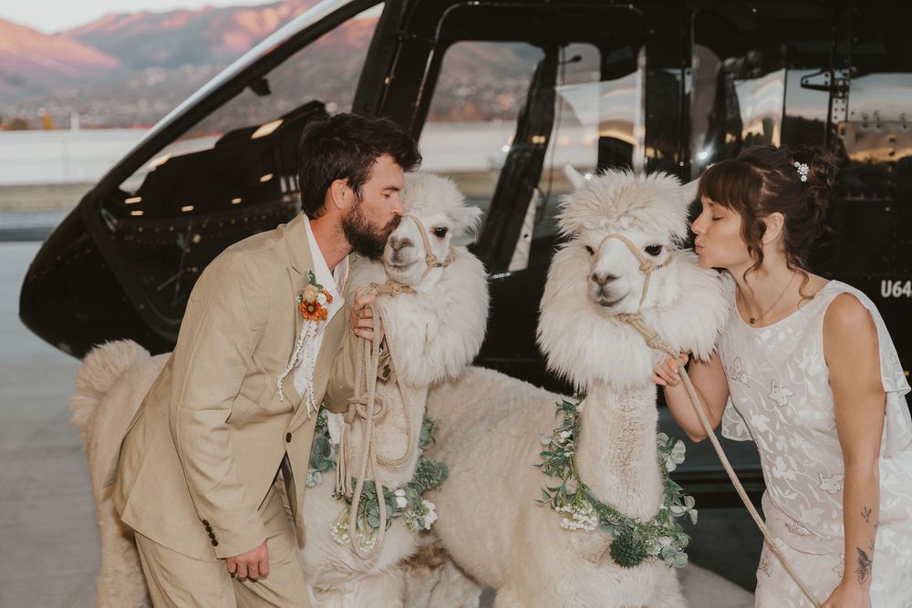 Bride and groom holding ropes to 2 white alpacas wearing floral necklaces. Couple is leaning in to kiss alpacas on the cheek.