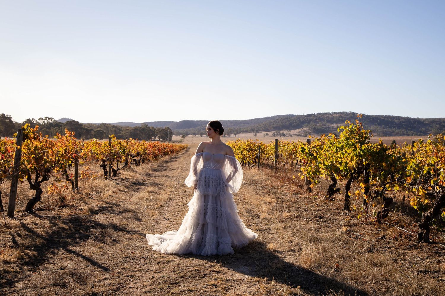 Wedding dress silhouette against rows of autumn vineyard vines in golden light.