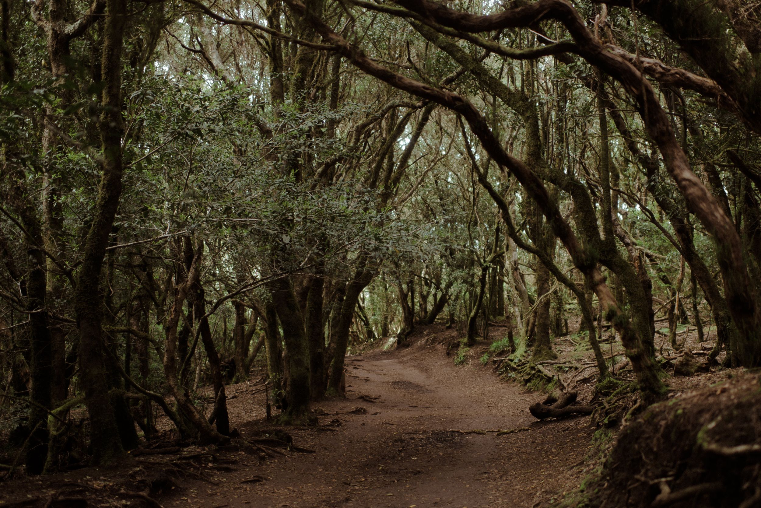 Curved dirt path winds through a dense forest of twisted moss-covered oak trees creating a mystical woodland scene.