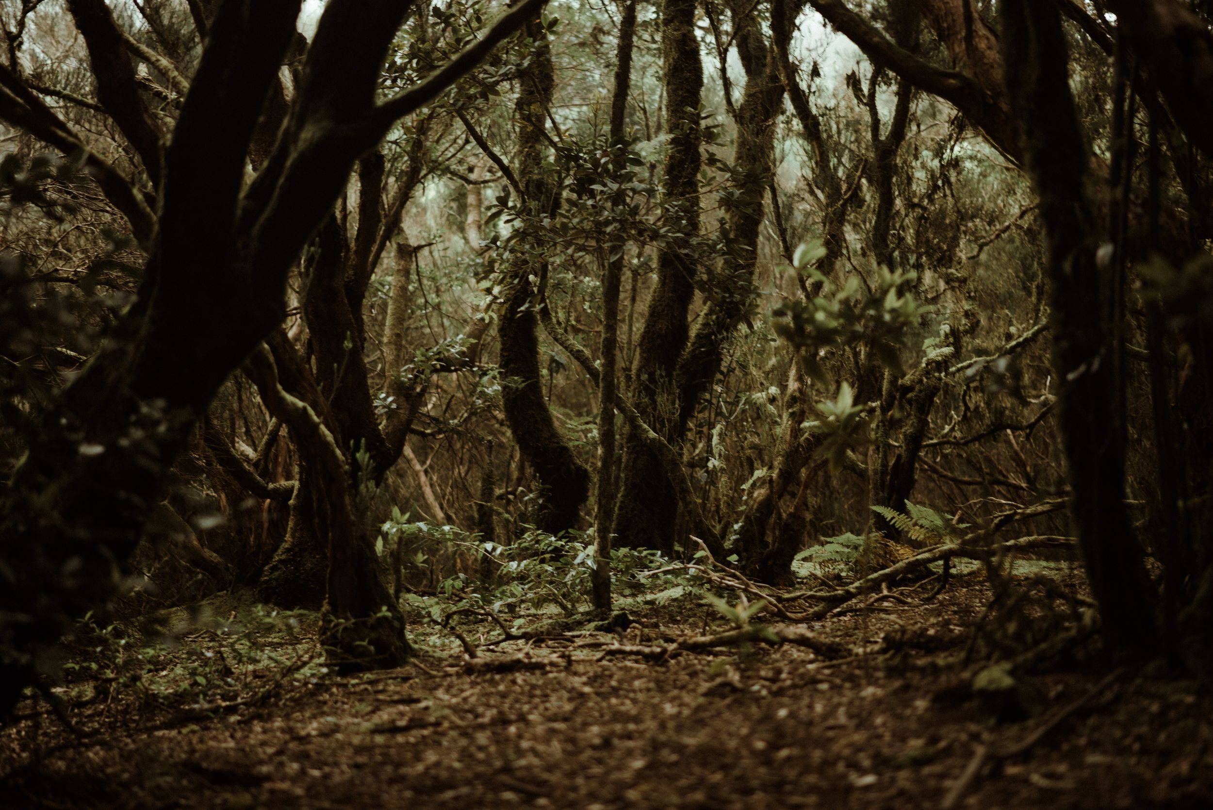 Misty forest path with dark twisted trees creating an eerie atmosphere during autumn.
