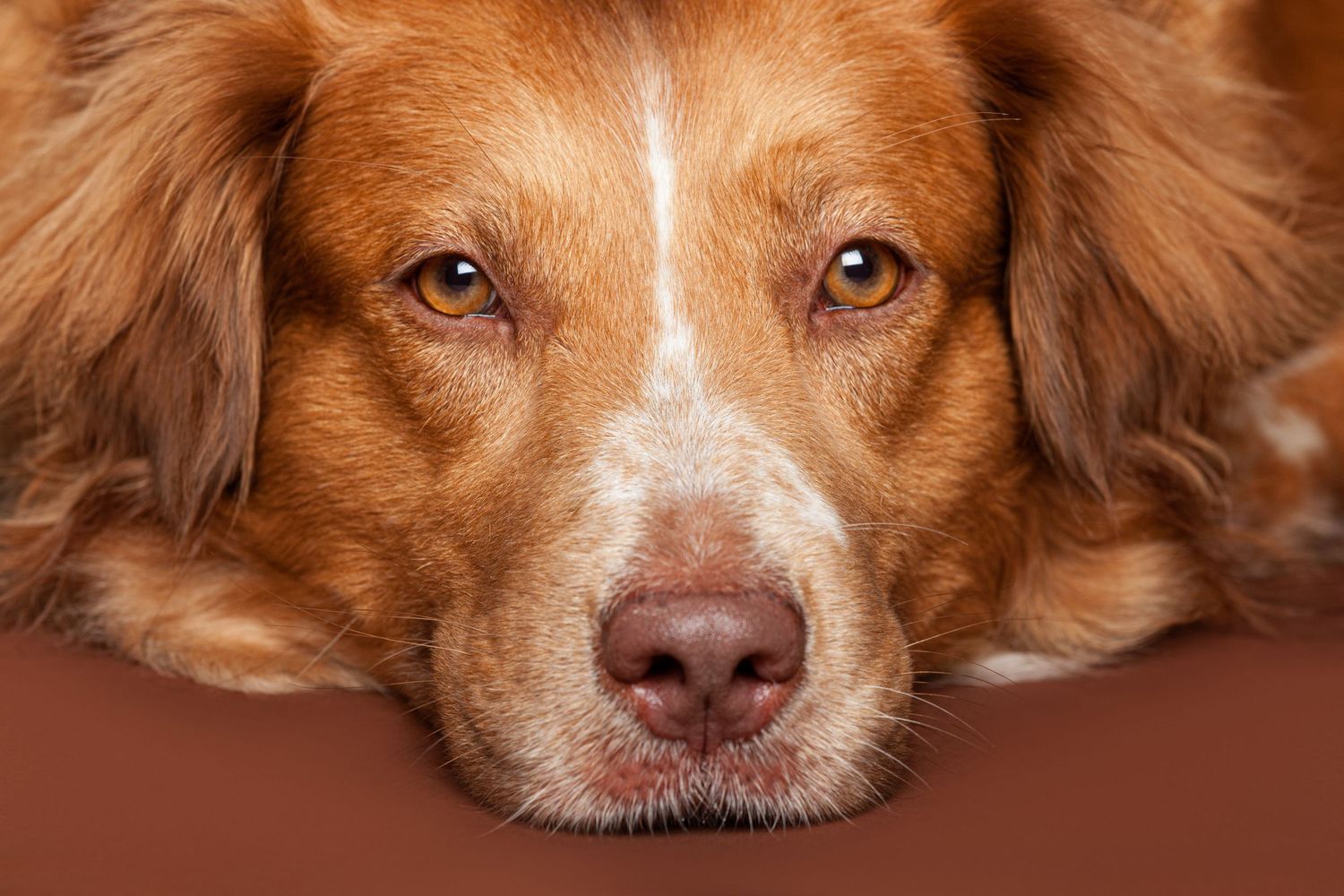 Close up portrait of a duck tolling retriever with expressive amber eyes rests its head on the floor.